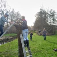 Terugblik vrijwilligersdag snoeien en knotten